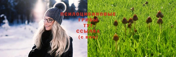сатива Абаза